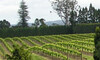 Lunch for 2 & a Bottle of Pinot Gris