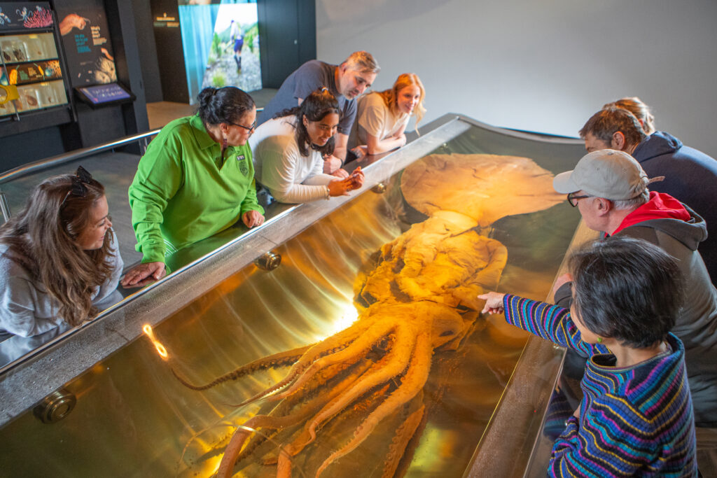 A preserved colossal squid at Te Papa museum.